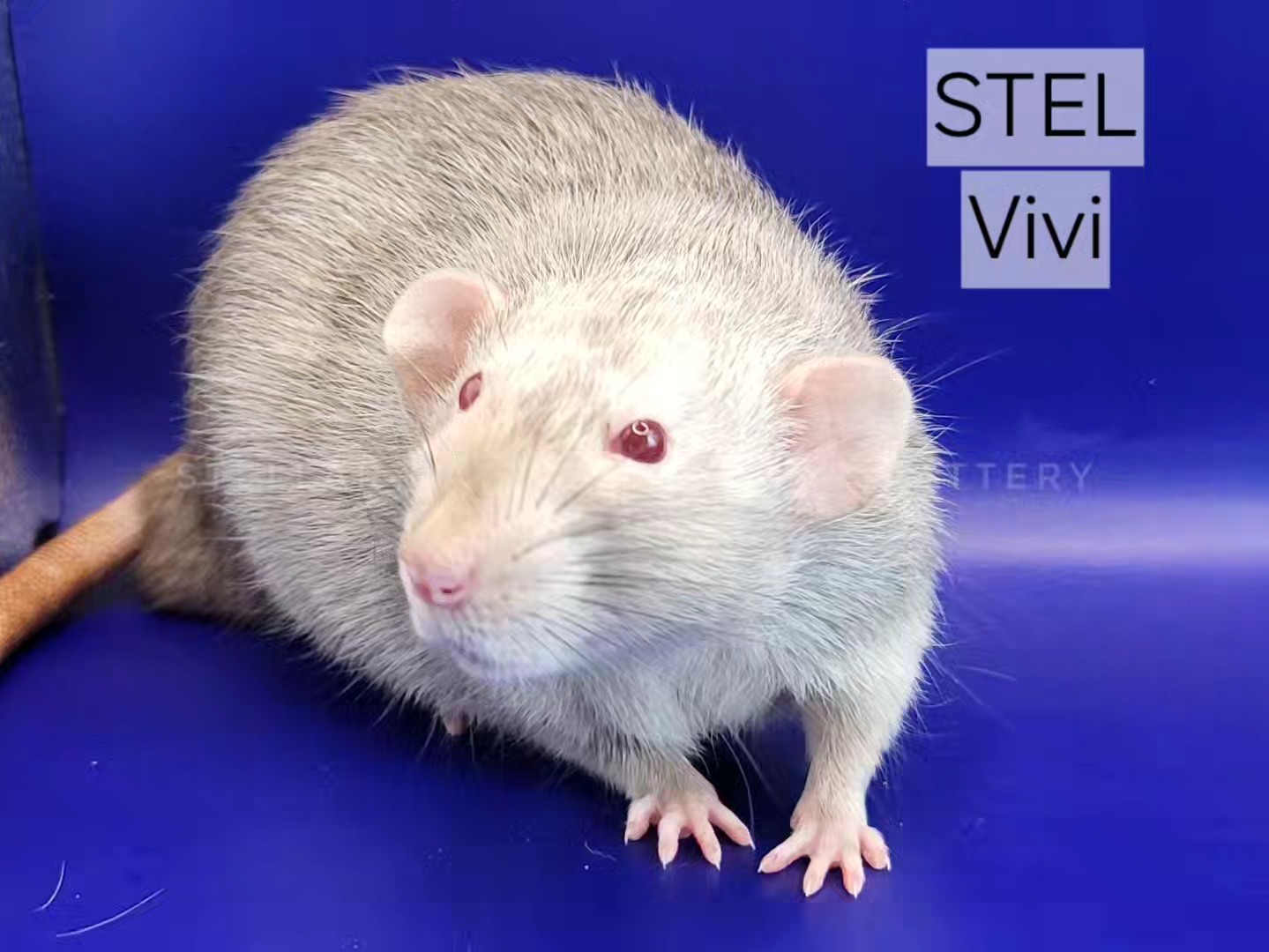 Next Pairing Announcement!