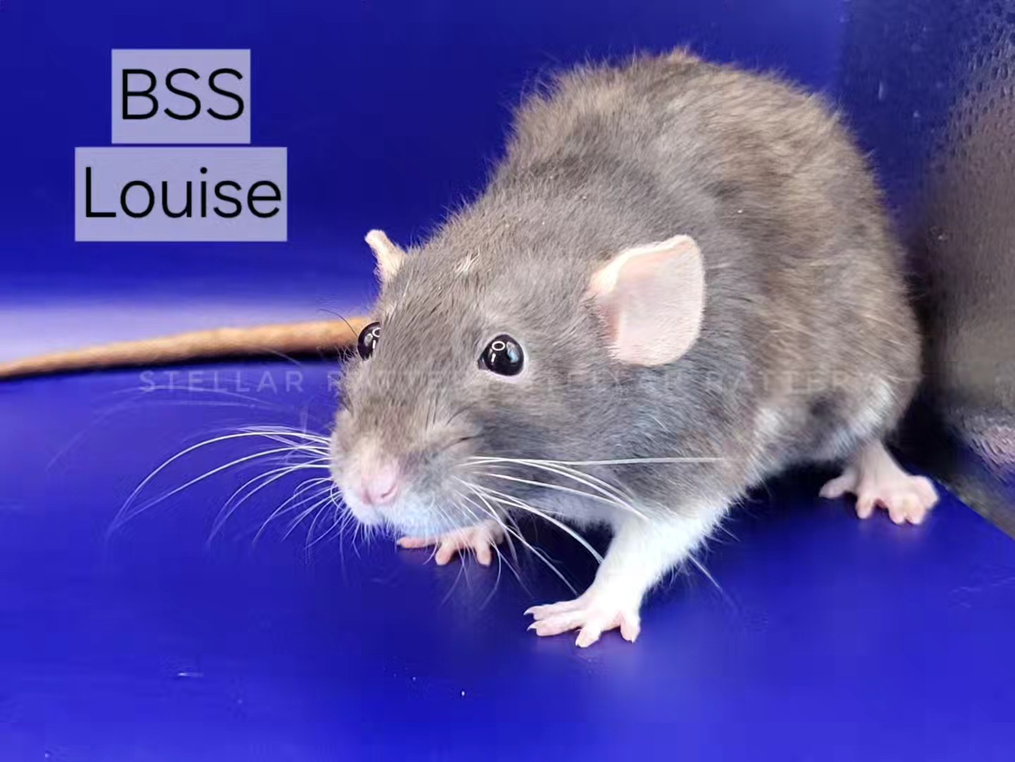 Weekly Update 09.06.25