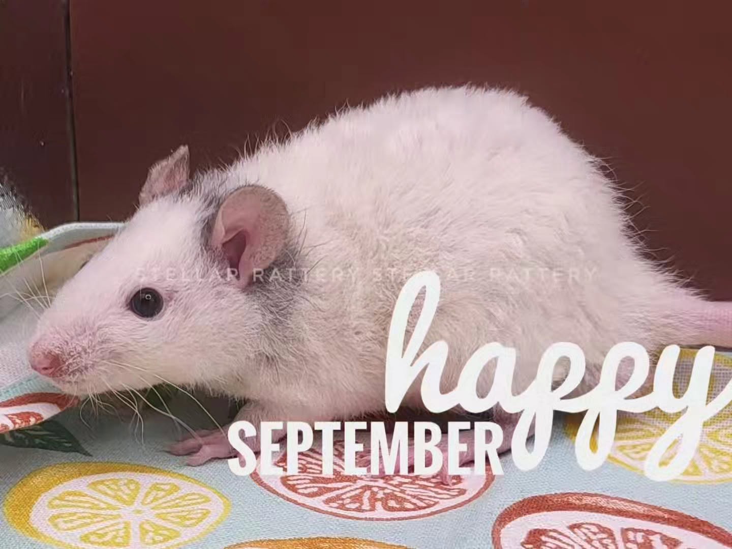 Hello, September